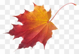 Autumn Maple Leaf Png Clipart