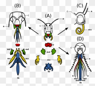 Specific Examples From Comparative Anatomy - Insect Mouthparts Clipart