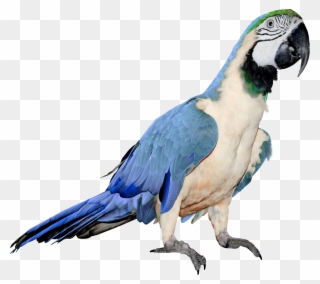 Large Blue And White Parrot Png Clipart Bird Theme, - Blue And White Parrot Transparent Png