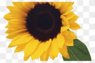 Tournesol Flowers Clip Art, Flowers, Leaf Clipart - Sunflower Png Transparent Png