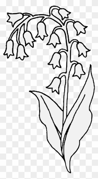 Lily Of The Valley Clipart Transparent - Lilies Of The Valley Sketch - Png Download