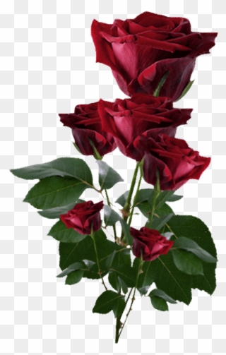 Edited At Https - Dark Red Roses Png Clipart