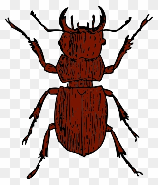 Beetle Clip Art - Stag Beetle Clipart - Png Download