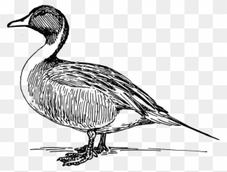 Rubber Duck Clip Art - Black And White Duck Drawing - Png Download