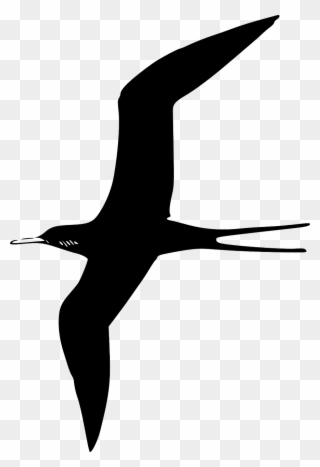 Frigate Bird Clip Art - Bird Clip Art - Png Download