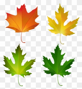 Maple Leaf Clipart, Clipart Images, Clip Art, Pictures, - Fall Maple Leaf Clipart - Png Download