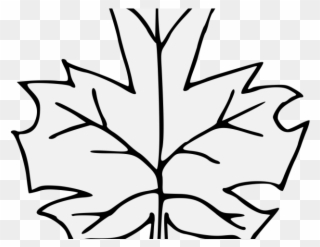 Maple Leaf Clipart Traceable - Maple - Png Download