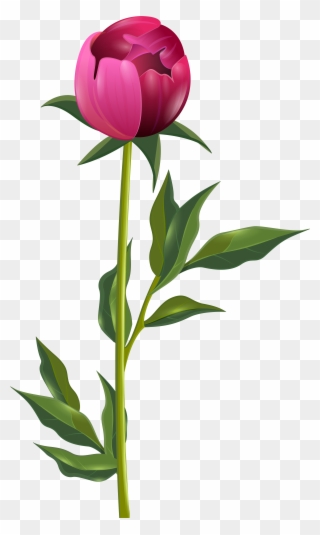Peony Png Clip Art Imageu200b Gallery Yopriceville - Png Peony Transparent Png