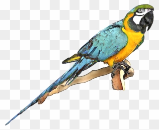 Blue And Gold Macaw Clipart - Macaw Clipart - Png Download