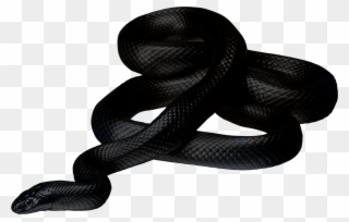 Clipart Stock Black Snake Clipart - Black Snake No Background - Png Download