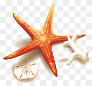 Peach Clipart Starfish - Vector Graphics - Png Download
