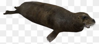 Image Bearded Seal Png Zt2 Download Library - Wiki Clipart