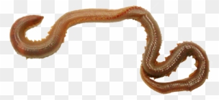 Earthworm Png Image With - Transparent Worm Clipart