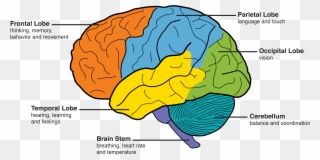 Behavior Personality Changes Memory - Part Of Brain Clipart