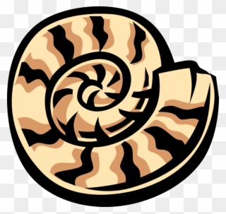 Chambered Nautilus Shell Image Illustration Of With Clipart