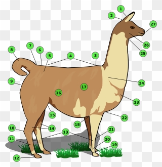 Names Of Llama Body Parts - Partes De La Llama Animal Clipart