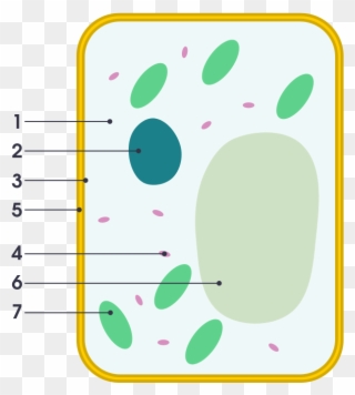 Simple Diagram Of Plant Cell - Plant Cell Vs Animal Cell Simple Clipart