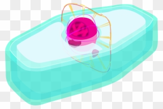 Plant Cell Prophase - Plant Cell Clipart