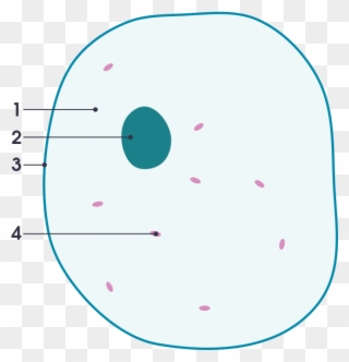 File Simple Diagram Of Animal Cell Numbers Svg Simple - Simple Blank Animal Cell Diagram Clipart