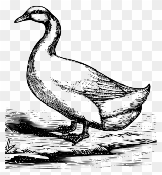 Pekin Duck - Lapiz Dibujo De Gansos Clipart