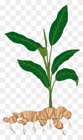 Tubers T - Ginger Plant Png Clipart