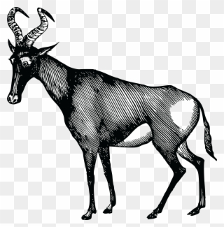 Free Clipart Of A Gazelle - Antelope - Png Download