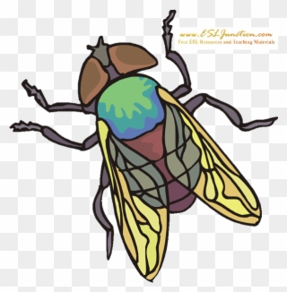 Bugs And Insects Esl Junction Fly - Net-winged Insects Clipart
