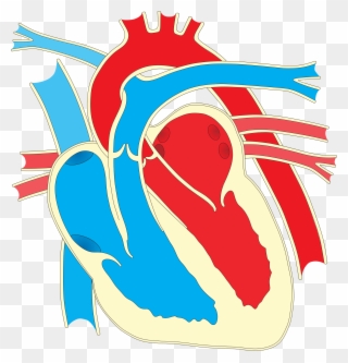 Clipart Heart Diagram 2 Rh Openclipart Org Heart Your - Heart Diagram Clipart - Png Download