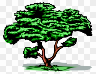 Vector Illustration Of Mature Deciduous Tree With Green - Clip Art Tree Gif - Png Download