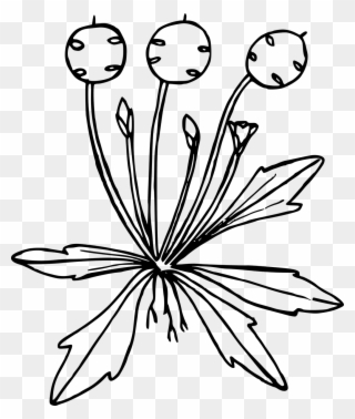 Wildflowers Drawing Stencils - Drawing Clipart