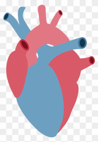An Actual 'queen Of Hearts' Anatomical Heart, Cardiology, - Heart Clipart