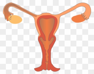 Open - Female Reproductive System Png Clipart