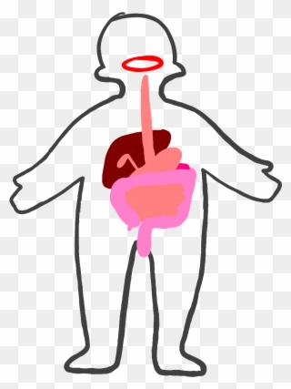 Digestive System - Illustration Clipart