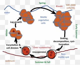 3 A Schematic Representation Of The Annual Cycle Of - Peridinium Life Cycle Clipart