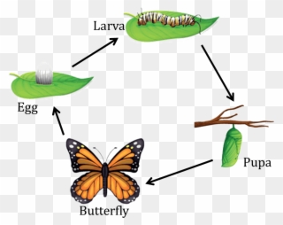Nstse National Science Talent Search Exam Unified - Life Cycle Of Butterfly For Class 4 Clipart