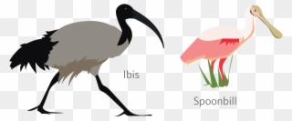 Ibises And Spoonbills - Ibis Clipart