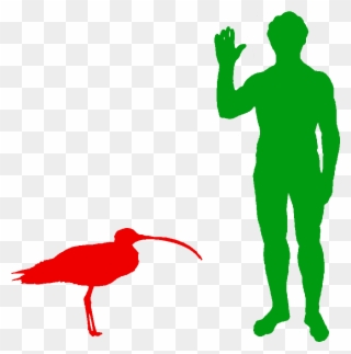 The Far Eastern Curlew Is The World's Biggest Wader - Microraptor And Human Clipart