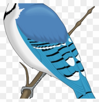 Jay Clipart Rare Bird - Blue Jay Clip Art - Png Download
