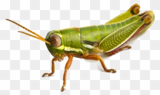 Grasshopper Png - South Africa Grasshopper Clipart