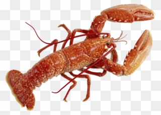 Lobster Hd Png - Transparent Background Lobster Png Clipart