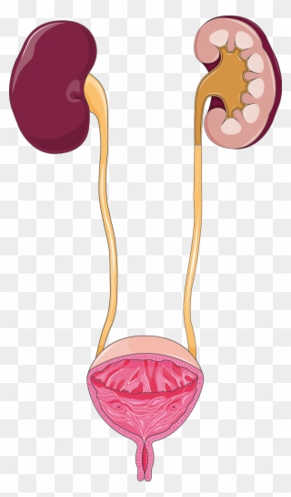 Urinary Tract - Urinary System Png Clipart