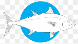 Bluefin Tuna - Ray-finned Fish Clipart