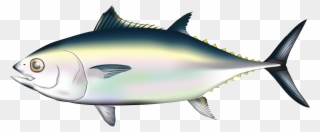 Fish And Sea Pinterest Album - Pacific Bluefin Tuna Png Clipart