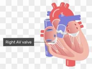 Meet The Heart - Heart Coronary Arteries Png Clipart
