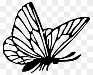 Free Vector Graphic - Butterfly Drawing Png Clipart