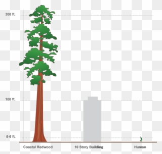 Svg Free Design Interactive Infographics In Adobe Edge - Redwood Tree Compared To Human Clipart