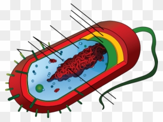 Bacteria - Prokaryotic Cell Diagram Clipart