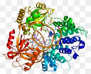 Dna Ligase 1 Structure Clipart