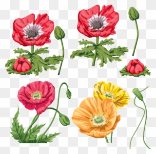 Маки И Сиреневые Цветы - Маки Clipart