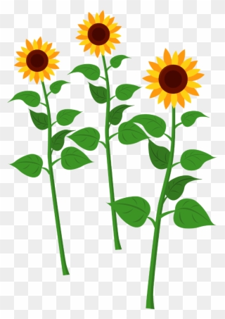 Sunflowers - Common Sunflower Clipart